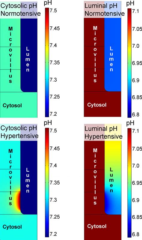Cytosol Ph