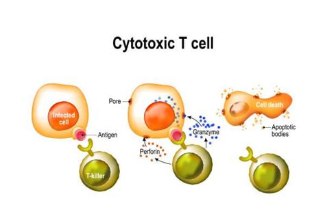 cytotoxic T cell Definition & Meaning - Merriam-Webster