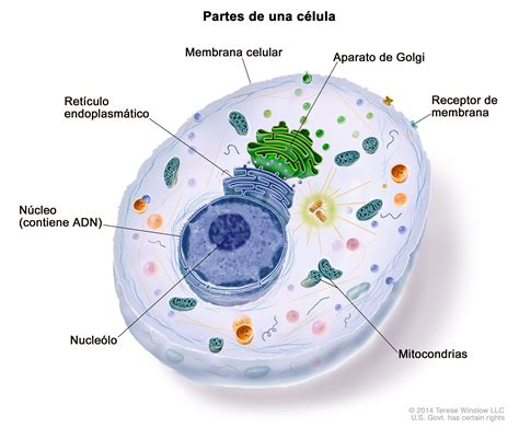 células-1
