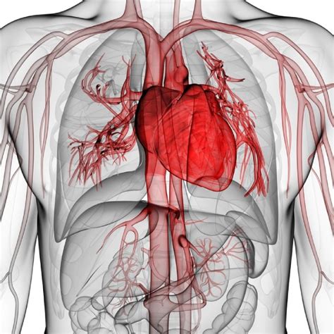 dålig cirkulation i vaderna