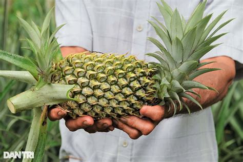 dứa | Qu da v nhng gi tr dinh