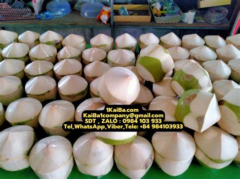 dừa | Tng hp cc loi da Vit Nam