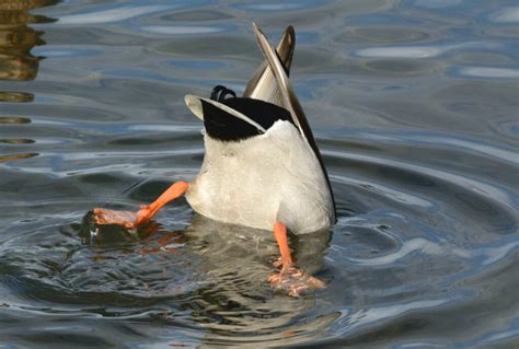 Dabbling Ducks Nyt