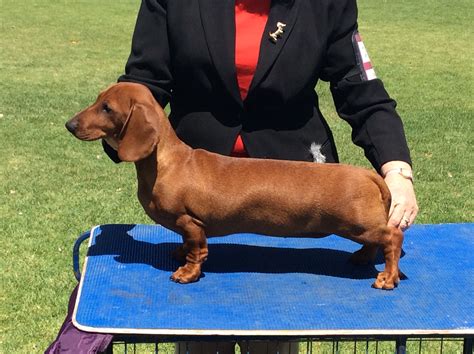 dachshund puppies for sale adelaide