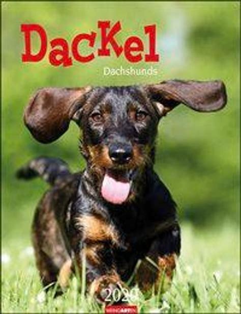 dackel kalender 2020
