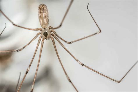Daddy With Long Legs