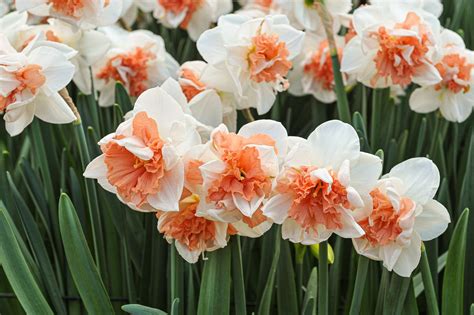 daffodil colors
