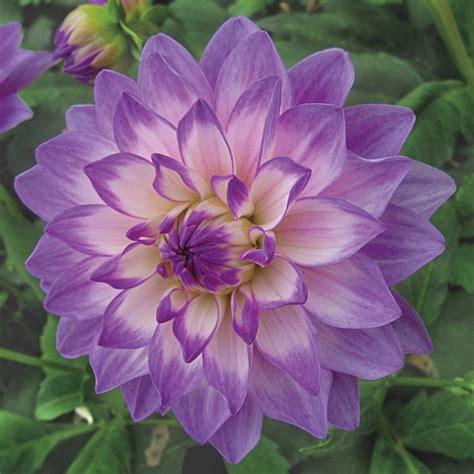 dahlia Blue Wish - Houzz