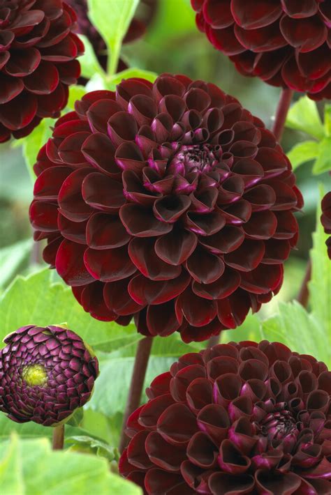 dahlia dark nude