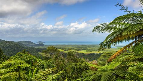 Daintree Rainforest Information