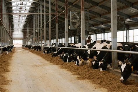 Dairy Farming Project