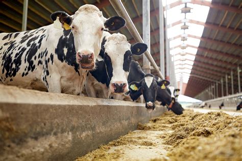Read Online Dairy Cattle Feeding And Nutrition 