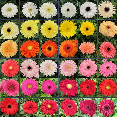 daisy colors