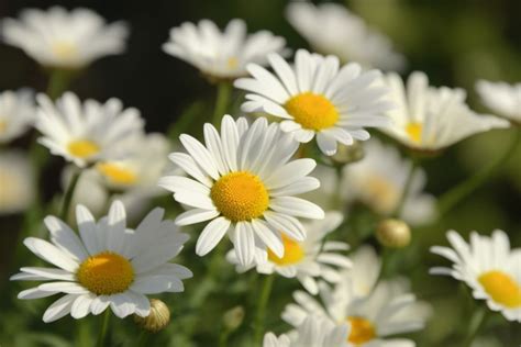 daisy meaning