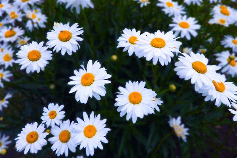 Daisy Wallpaper Royalty Free Images Stock Photos Amp Cute Daisy Wallpapers - Cute Daisy Wallpapers
