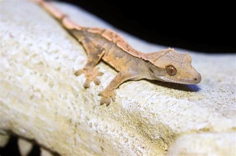 dakotahblue OnlyFans leaked content