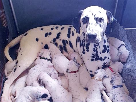 Dalmatian Birth