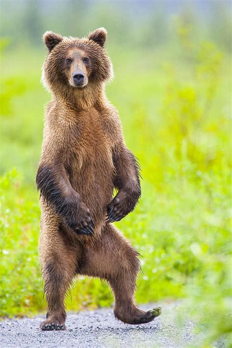 Dancing Bear Full