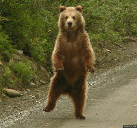 dancing bear nude gif