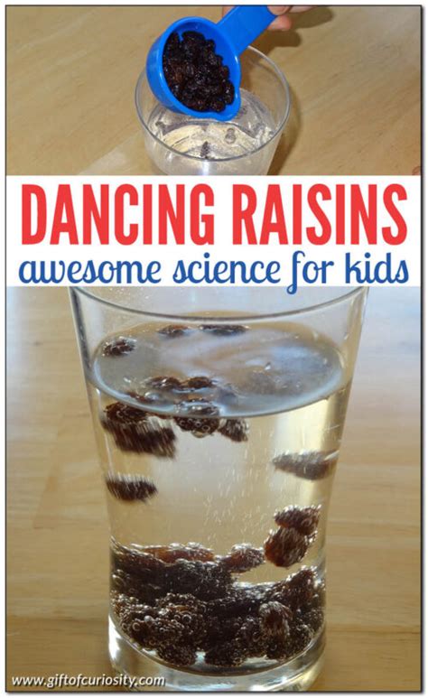 Dancing Raisins Experiment Gift Of Curiosity Dancing Raisins Worksheet - Dancing Raisins Worksheet