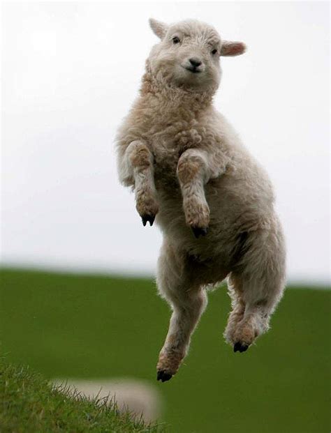 dancing sheep Memes - Imgflip