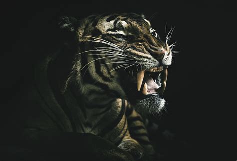 Dangerous Animal Wallpapers   Awesome Scary Animal Wallpapers Wallpaperaccess - Dangerous Animal Wallpapers