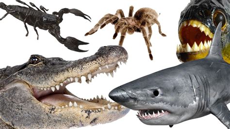 Dangerous Animals