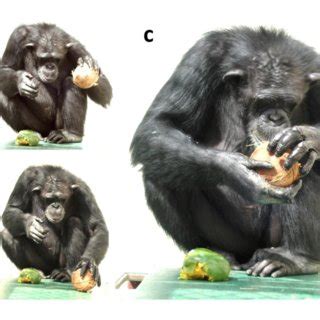 daniel j povinelli biography template