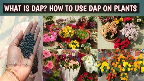 Dap For Plants