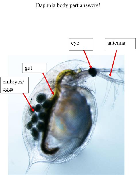 Full Download Daphnia Lab Answers 