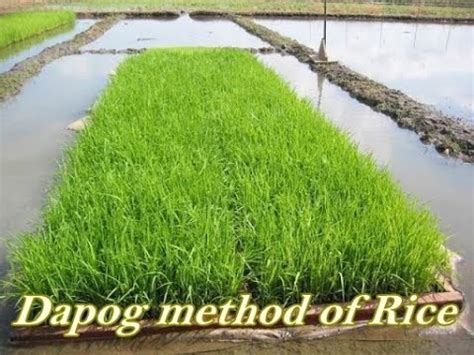 Dapog Method Of Rice