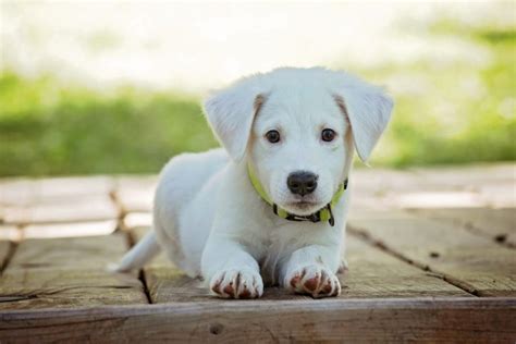 darf man hundewelpen alleine lassen