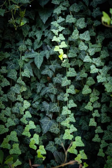 Dark Ivy 2