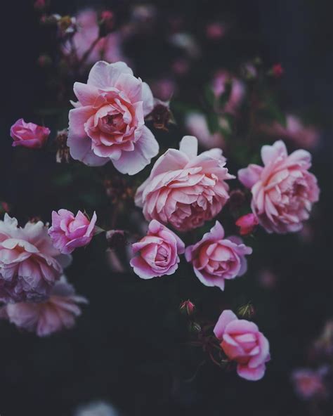 Dark Pink Flowers Tumblr