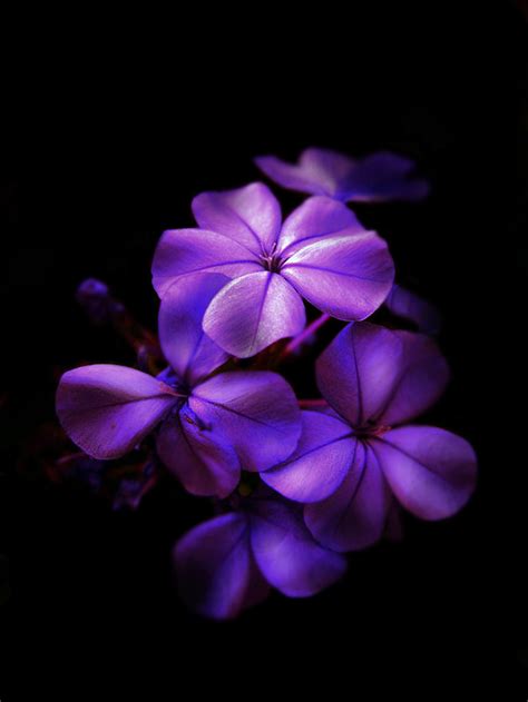 Dark Purple Flowers White Background