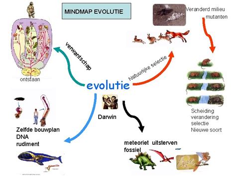 darwin evolutie