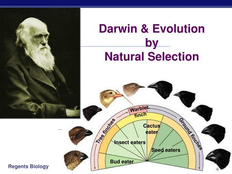 Darwin Evolution Amp Natural Selection Article Khan Academy Offspring In Science - Offspring In Science