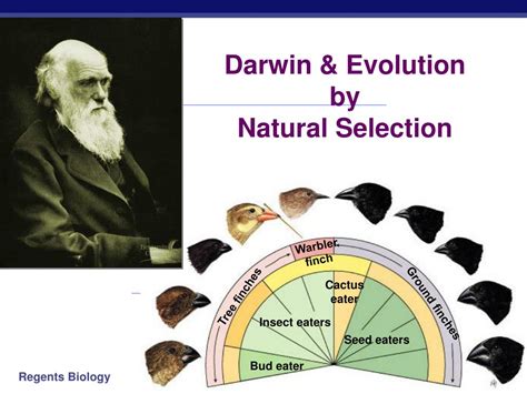 Darwin S Theory Of Evolution Crossword Puzzle Answers
