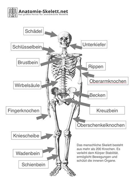 das menschliche skelett pdf
