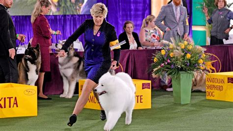 dates of westminster dog show