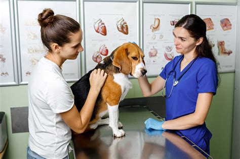dating for veterinarians