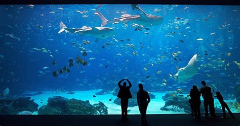 dating places like the aquarium