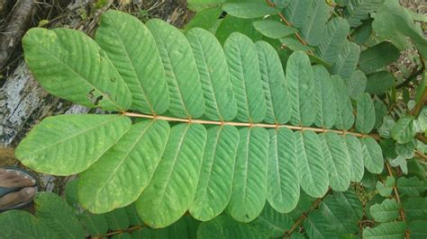 DAUN GELINGGANG - Manfaat fenomenal daun gelinggang