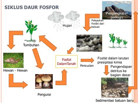Daur Fosfor Adalah