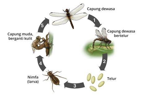 Daur Hidup Capung