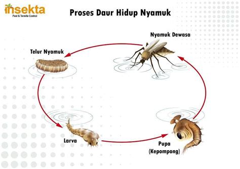 Daur Hidup Nyamuk