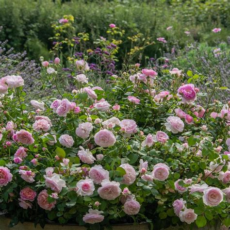 david austin roses by post