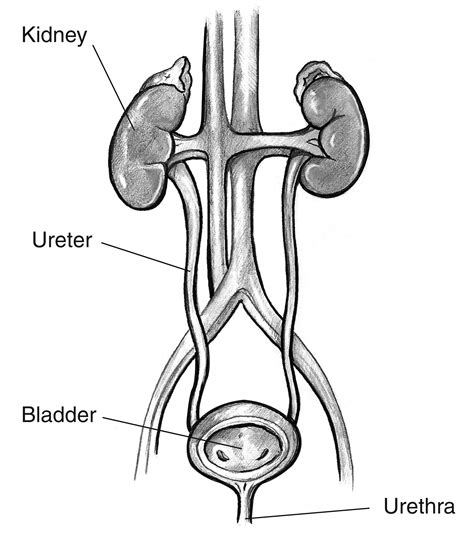 Dbq Uninary Tract Bladder And Urethra