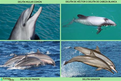 De Delfines Y Premios