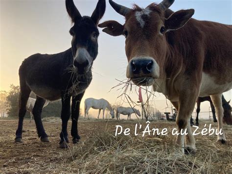 de l ane au za bre